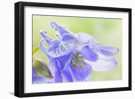 Columbine Flowers I-Kathy Mahan-Framed Photographic Print