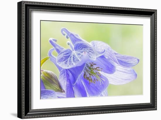 Columbine Flowers I-Kathy Mahan-Framed Photographic Print