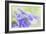 Columbine Flowers I-Kathy Mahan-Framed Photographic Print