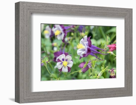 Columbine Flowers, Usa-Lisa S. Engelbrecht-Framed Photographic Print