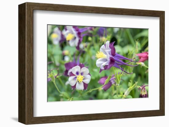 Columbine Flowers, Usa-Lisa S. Engelbrecht-Framed Photographic Print