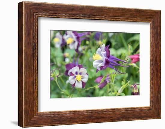 Columbine Flowers, Usa-Lisa S. Engelbrecht-Framed Photographic Print