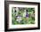 Columbine Flowers, Usa-Lisa S. Engelbrecht-Framed Photographic Print