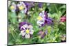 Columbine Flowers, Usa-Lisa S. Engelbrecht-Mounted Photographic Print