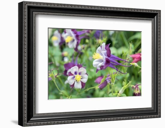 Columbine Flowers, Usa-Lisa S. Engelbrecht-Framed Photographic Print