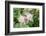 Columbine Flowers, Usa-Lisa S. Engelbrecht-Framed Photographic Print