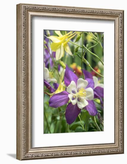 Columbine Flowers, Usa-Lisa S. Engelbrecht-Framed Photographic Print