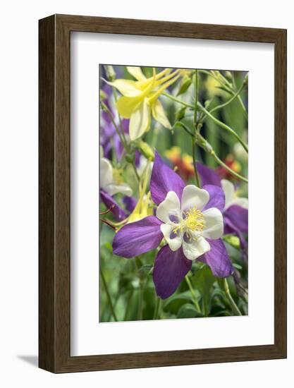 Columbine Flowers, Usa-Lisa S. Engelbrecht-Framed Photographic Print