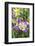 Columbine Flowers, Usa-Lisa S. Engelbrecht-Framed Photographic Print