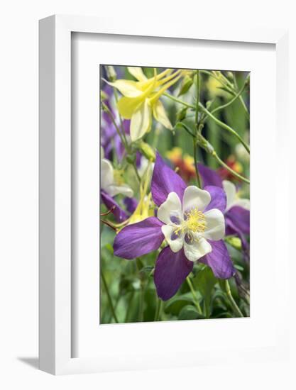 Columbine Flowers, Usa-Lisa S. Engelbrecht-Framed Photographic Print