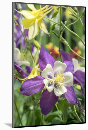 Columbine Flowers, Usa-Lisa S. Engelbrecht-Mounted Photographic Print