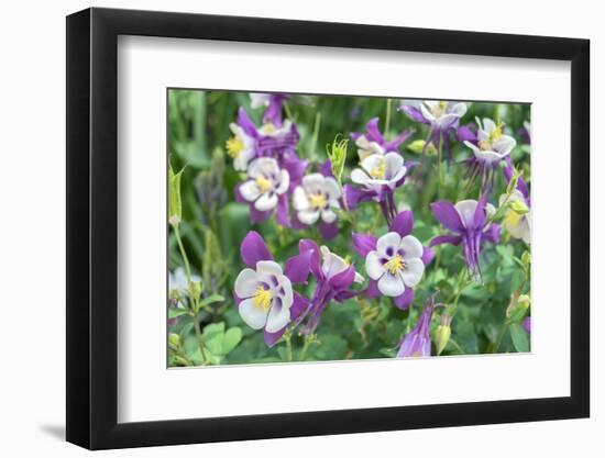 Columbine Flowers, Usa-Lisa S. Engelbrecht-Framed Photographic Print