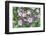 Columbine Flowers, Usa-Lisa S. Engelbrecht-Framed Photographic Print