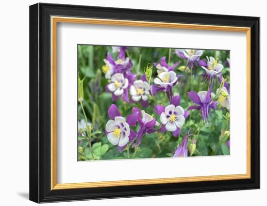 Columbine Flowers, Usa-Lisa S. Engelbrecht-Framed Photographic Print