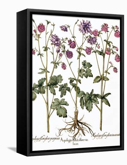 Columbine Flowers-Georgette Douwma-Framed Premier Image Canvas