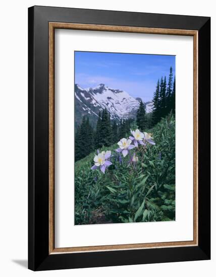 Columbine Flowers-DLILLC-Framed Photographic Print