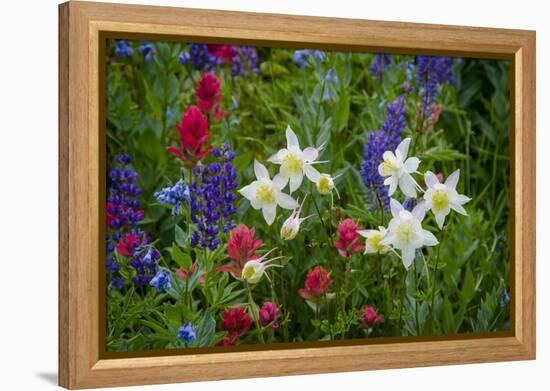 Columbine, Indian Paintbrush, Bluebells, and Lupine, Utah-Howie Garber-Framed Premier Image Canvas