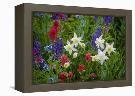 Columbine, Indian Paintbrush, Bluebells, and Lupine, Utah-Howie Garber-Framed Premier Image Canvas