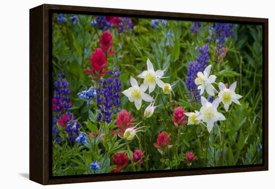 Columbine, Indian Paintbrush, Bluebells, and Lupine, Utah-Howie Garber-Framed Premier Image Canvas