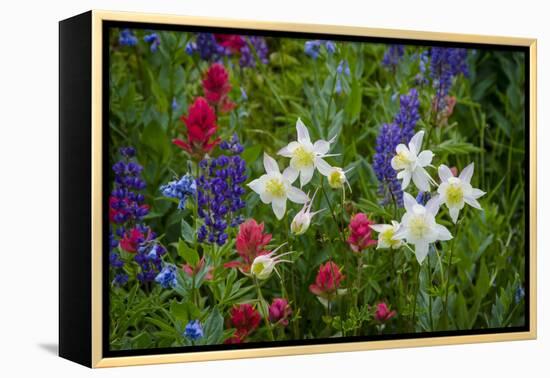 Columbine, Indian Paintbrush, Bluebells, and Lupine, Utah-Howie Garber-Framed Premier Image Canvas