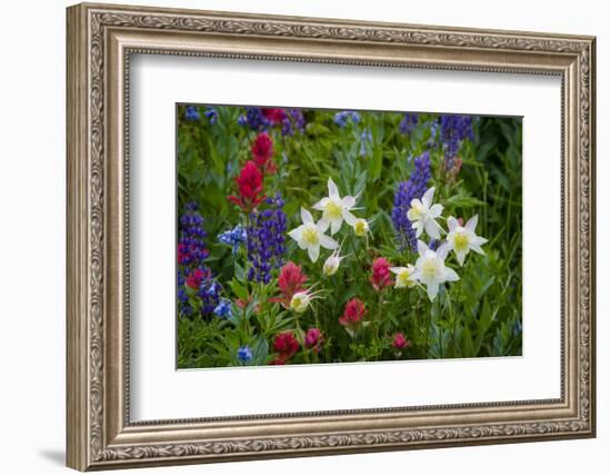 Columbine, Indian Paintbrush, Bluebells, and Lupine, Utah-Howie Garber-Framed Photographic Print