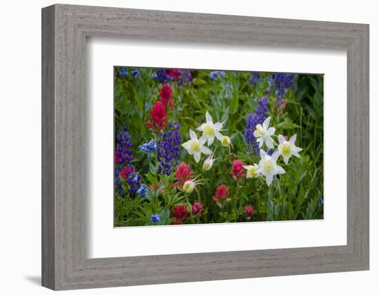 Columbine, Indian Paintbrush, Bluebells, and Lupine, Utah-Howie Garber-Framed Photographic Print