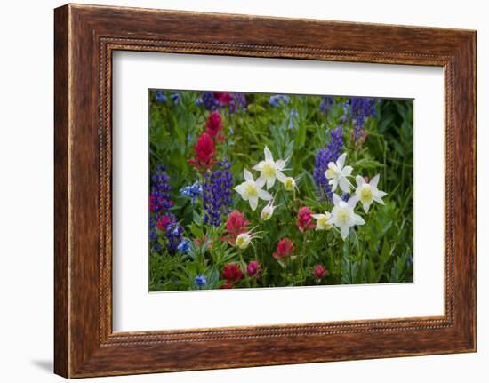 Columbine, Indian Paintbrush, Bluebells, and Lupine, Utah-Howie Garber-Framed Photographic Print