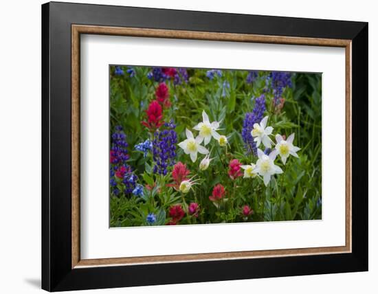 Columbine, Indian Paintbrush, Bluebells, and Lupine, Utah-Howie Garber-Framed Photographic Print