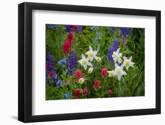 Columbine, Indian Paintbrush, Bluebells, and Lupine, Utah-Howie Garber-Framed Photographic Print