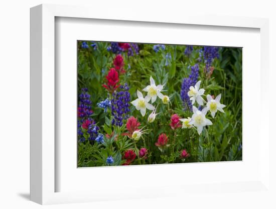 Columbine, Indian Paintbrush, Bluebells, and Lupine, Utah-Howie Garber-Framed Photographic Print
