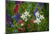 Columbine, Indian Paintbrush, Bluebells, and Lupine, Utah-Howie Garber-Mounted Photographic Print