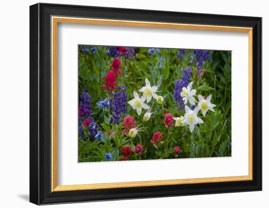 Columbine, Indian Paintbrush, Bluebells, and Lupine, Utah-Howie Garber-Framed Photographic Print