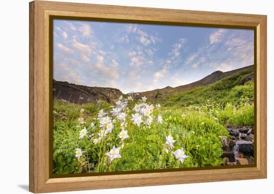 Columbine Morning II-Dan Ballard-Framed Premier Image Canvas