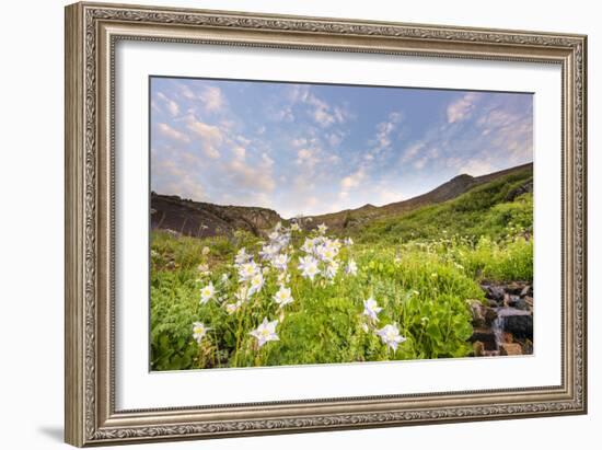 Columbine Morning II-Dan Ballard-Framed Photographic Print