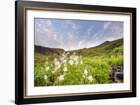 Columbine Morning II-Dan Ballard-Framed Photographic Print