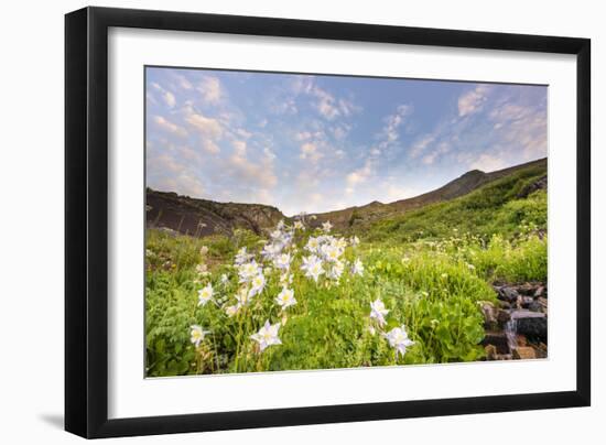 Columbine Morning II-Dan Ballard-Framed Photographic Print