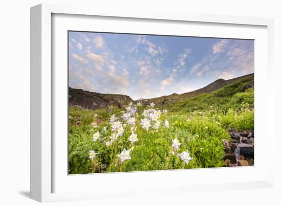 Columbine Morning II-Dan Ballard-Framed Photographic Print