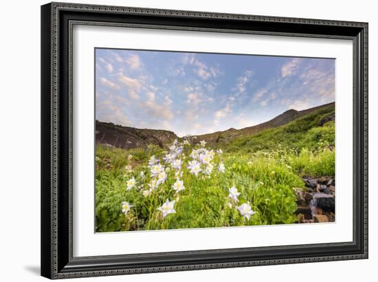 Columbine Morning II-Dan Ballard-Framed Photographic Print