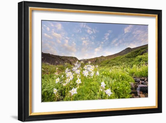 Columbine Morning II-Dan Ballard-Framed Photographic Print