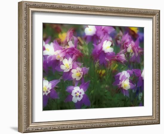 Columbine, Salem, Oregon, USA-Darrell Gulin-Framed Photographic Print