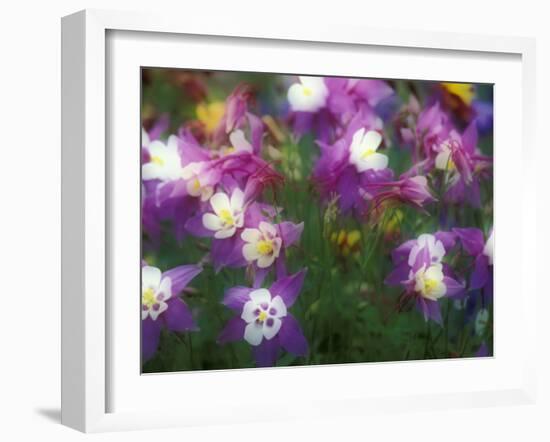 Columbine, Salem, Oregon, USA-Darrell Gulin-Framed Photographic Print