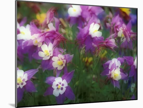 Columbine, Salem, Oregon, USA-Darrell Gulin-Mounted Photographic Print