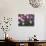 Columbine, Salem, Oregon, USA-Darrell Gulin-Photographic Print displayed on a wall