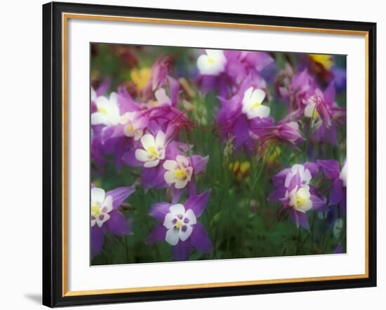 Columbine, Salem, Oregon, USA-Darrell Gulin-Framed Photographic Print