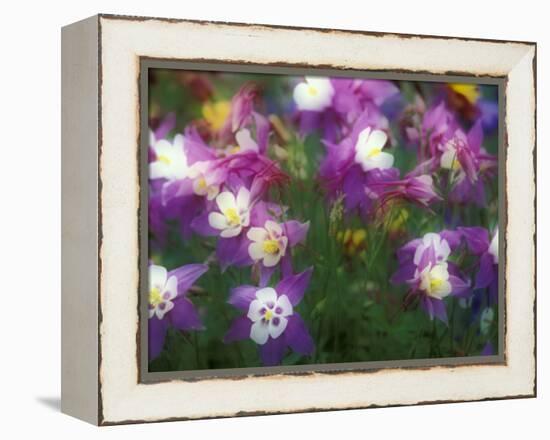 Columbine, Salem, Oregon, USA-Darrell Gulin-Framed Premier Image Canvas