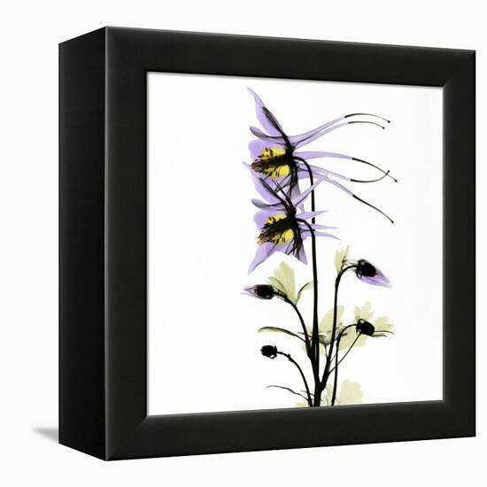 Columbine Square 1-Albert Koetsier-Framed Stretched Canvas