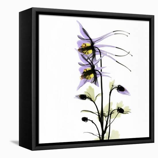 Columbine Square 1-Albert Koetsier-Framed Stretched Canvas