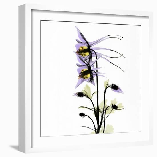 Columbine Square 1-Albert Koetsier-Framed Premium Giclee Print