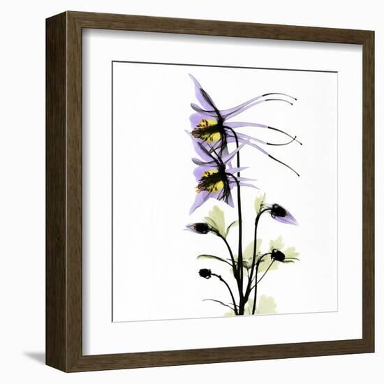 Columbine Square 1-Albert Koetsier-Framed Art Print