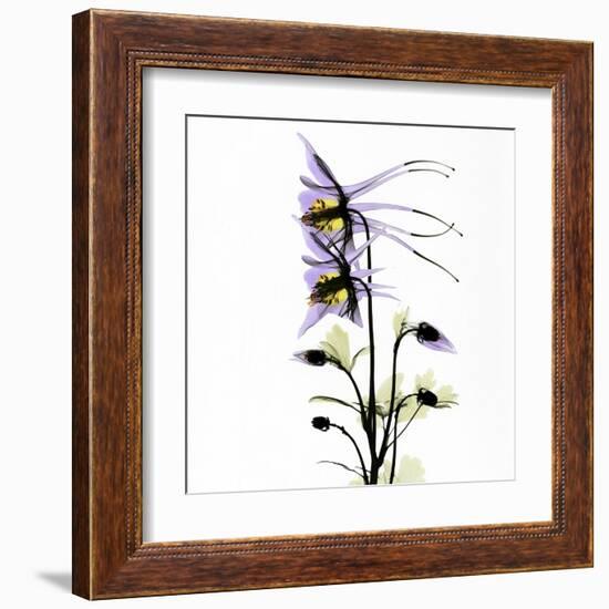 Columbine Square 1-Albert Koetsier-Framed Art Print